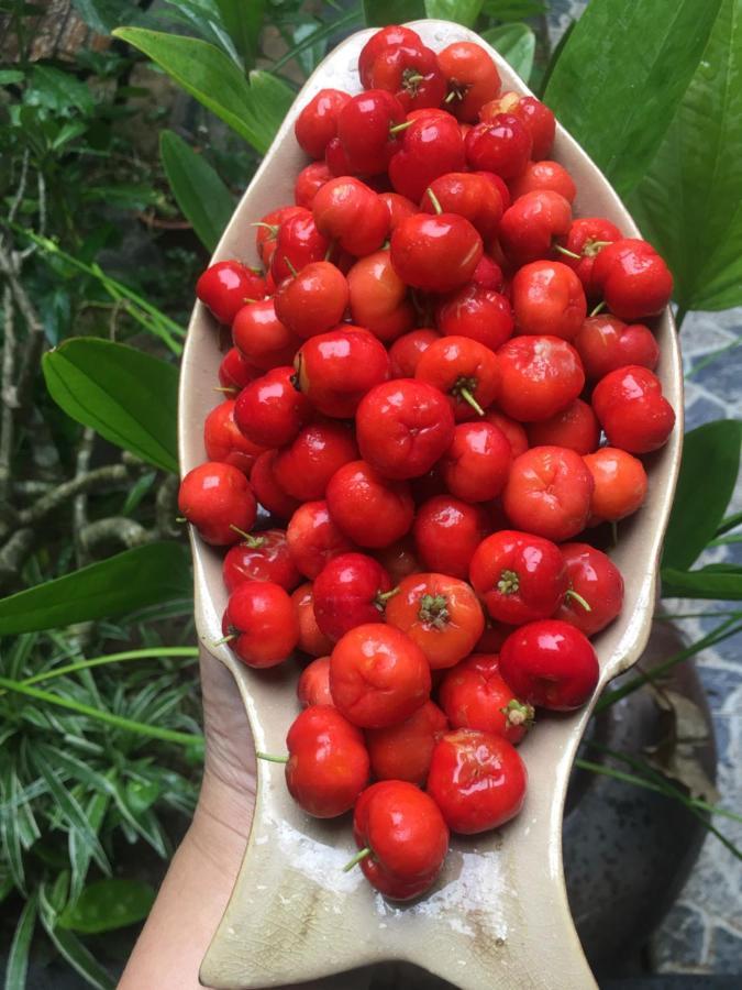 Cherry Garden Homestay Hoi An Exterior foto